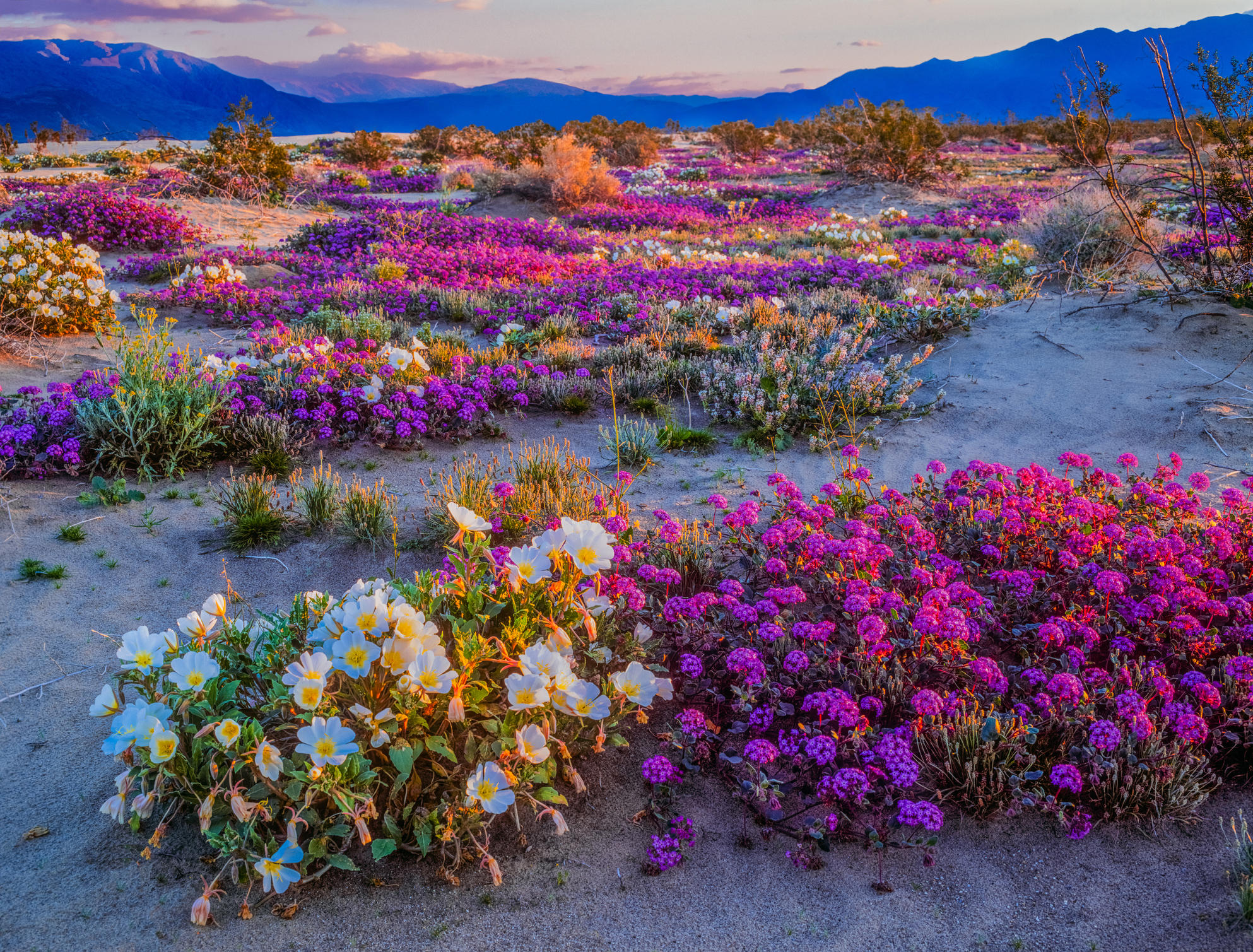 Wild Flower Super Bloom makes for a Super Scattering location A